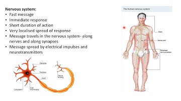 9 Science - L4 - Homeostasis control systems