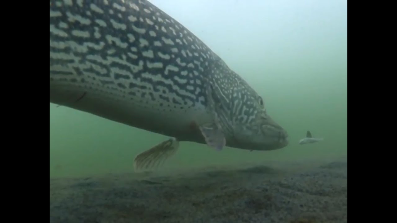 Mcgregor lake fishing Clearance