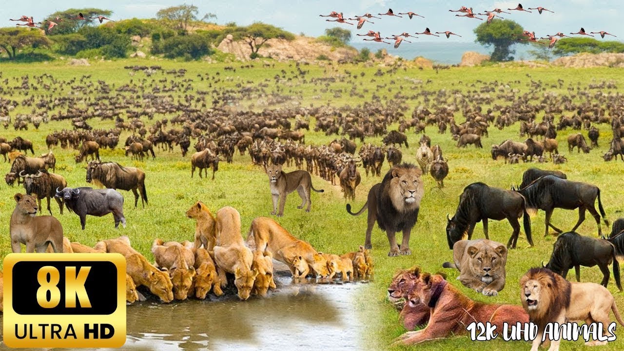 4K African Wildlife: When Nature Surprises You | Untold Secrets - Peaceful Jungle