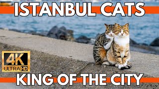 ISTANBUL CATS | KING OF THE CITY | 4K UHD 60FPS