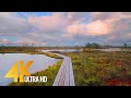 4K Virtual Hike in Lahemaa National Park, Estonia - Beautiful Forest Walk - 4 HOURS (real sounds)