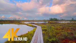 4K Virtual Hike in Lahemaa National Park, Estonia - Beautiful Forest Walk - 4 HOURS (real sounds)