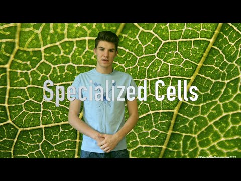 Vídeo: Como as células em paliçada são adaptadas para a fotossíntese?