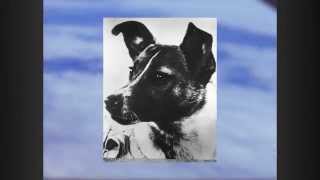 First Animal in Space - Decades TV Network
