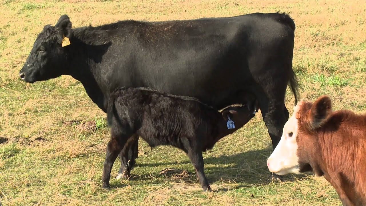 Cattle Health - Richard Randle - October 30, 2015