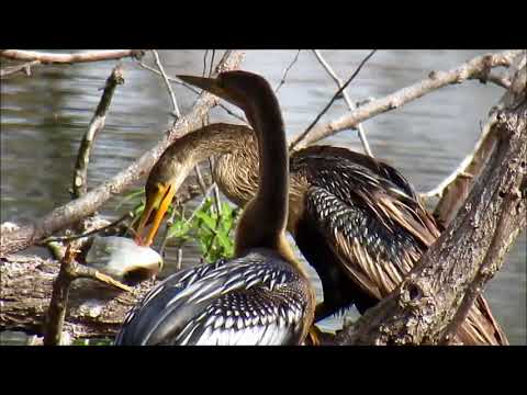 camera iphone 8 plus apk Anhinga Eating Fish 2 13 18