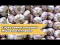 Сорта озимого чеснока, новое поступление (осень 2020)