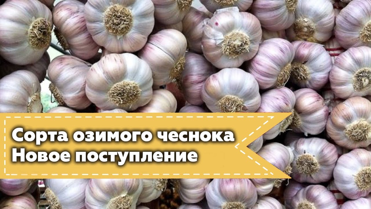 Разделение клубней