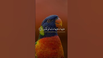 هيهات هيهات لما توعدون | ياسر الدوسري #تلاوة_خاشعة #اكسبلور #المصحف #قرآن #قران_كريم #راحة_نفسية