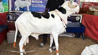 FOIRE CEB EXPOSITION BERGERIE ABY FAMILY