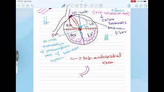 Coronary circulation and conductive system of the heart