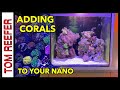 Reef tank adding corals to your nano reef 20 gallon ep 3