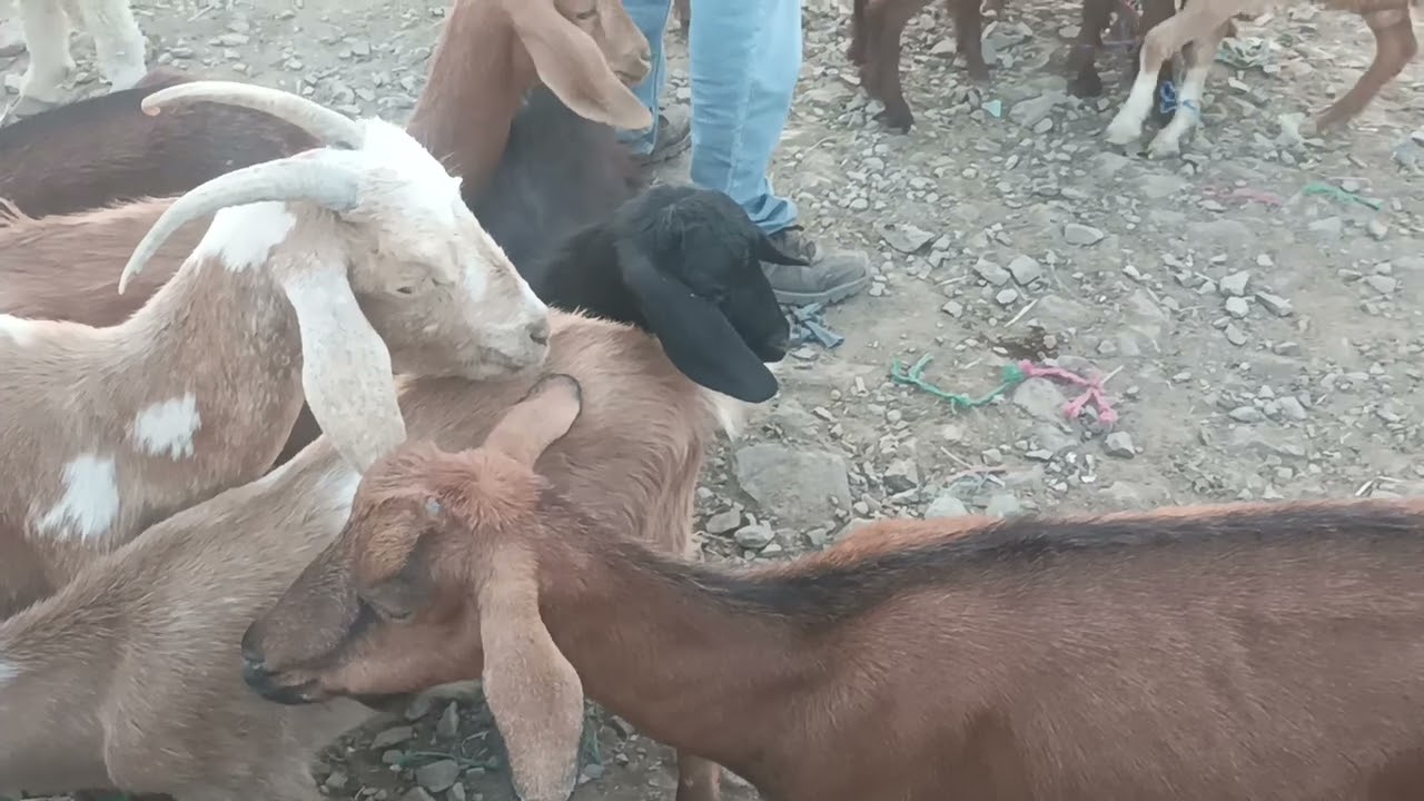 تربيه الماعز#سوق اجلموس