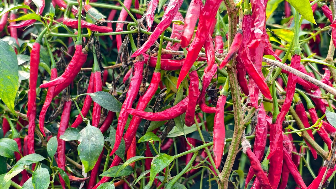 రైతు సమాచార వేదిక  is live!