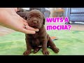 Puppies Get Their Names | Chocolate Lab Puppies