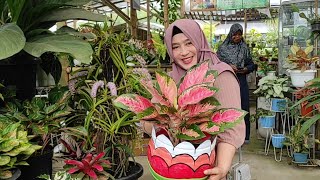 Update Harga Tanaman Dan Kreasi Baru Pot Cantik Yang Murah