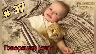 Говорящие Коты! Лучшая Подборка #37