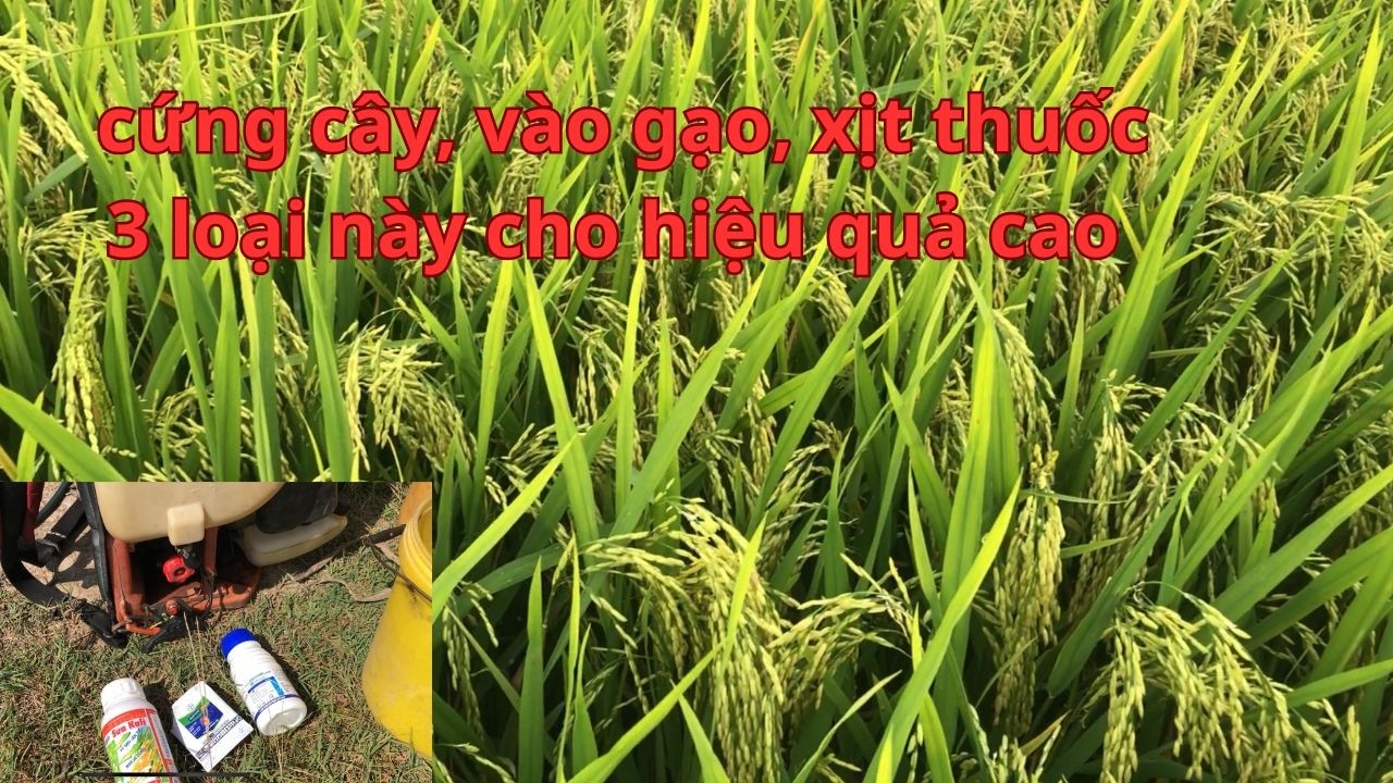 cử trỗ điều, xịt vào gạo, cứng cây, vàng lá hực lá chân