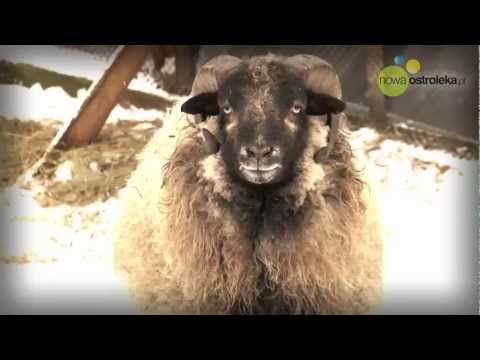 Wideo: Dyskurs O Osłach