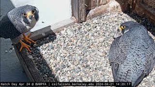 Cal Falcons: After a.m. pips, Archie has FOMO about first hatch Parks himself in nest 2024 Apr 21