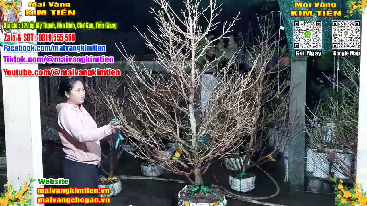 Mai Vàng Nhiều Nụ Đón Tết Bao Ship Toàn Quốc - Mai Vàng Kim Tiền Chợ Gạo