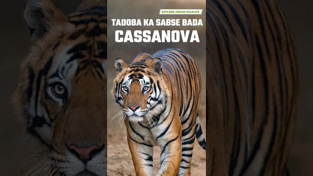 Tadoba Biggest Tiger Casanova Bajrang Story | Chota Matka vs Bajrang Tiger | Wildlife | Tigers