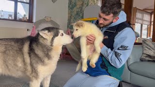 Our Husky Puppies First 6 Months Home!🥹  Scared Puppy to Part Of The Family!💙.