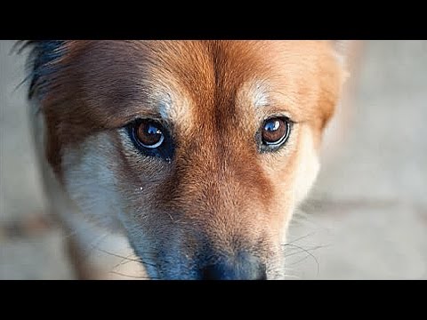 Video: Köpekler Gerçekten Renk Körü Mü?