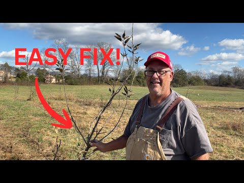 How to Fix a Leaning Tree (Simple Stake & String Method)