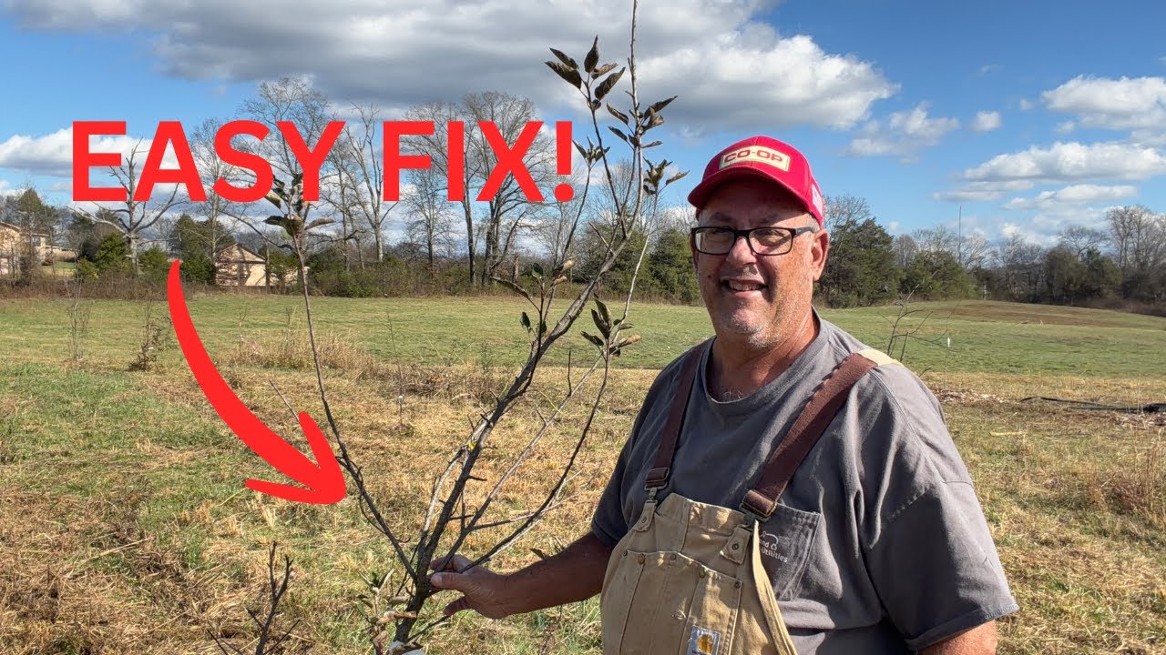 How to Fix a Leaning Tree (Simple Stake & String Method)