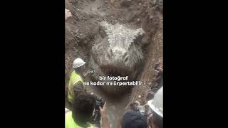 Crsiz Alma Şfetbeniöneçıkar