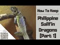 How to Keep Philippine Sailfin Dragons As Pets (Part 1) | Hydrosaurus Pustulatus