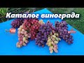 Каталог винограда. Состояние винограда на 13 августа 2020 г.