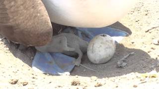 Seen on isla de la plata, ecuador; the "poor man's galapagos"