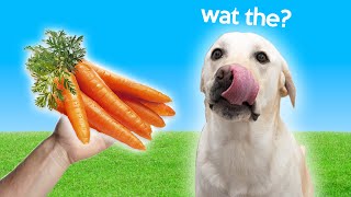 Labrador Tries Carrots *adorable*