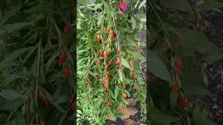 The Easiest Way To Grow Your Own Goji Berries.