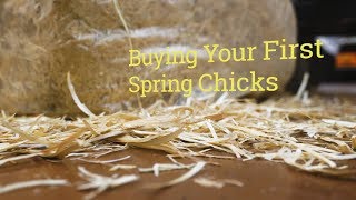 Bringing Home Your First Spring Chick