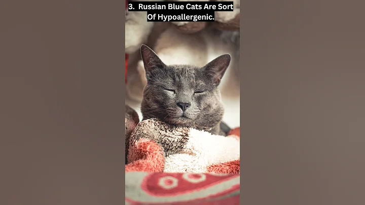 Watch the video about 6 Common Facts About Russian Blue Cats - Fun Facts