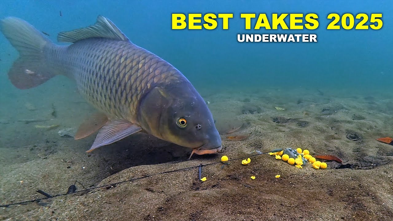 BEST CARP TAKES of 2025  (Underwater Bite Compilation)