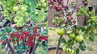 8 BEST FRUIT TO GROW IN POTS/CONTAINER BEAR A LOT OF FRUIT