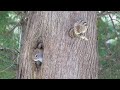 청설모를 만난 수컷 다람쥐 Male Chipmunk Met A Squirrel While Waiting For Female Chipmunk Joony