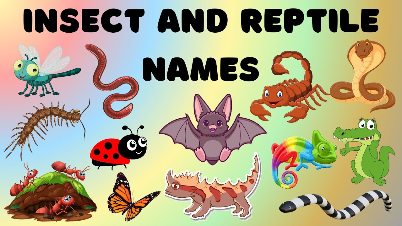 Names of Insects and Reptiles | Insect and Reptile Names for kids |  Names in English.