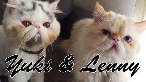Video 7186101: flame point himalayan persian, persian cat