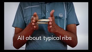 Lecture on Typical Ribs. (Viva 🌪️)