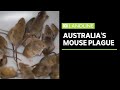 The farmers fighting a mouse plague sweeping eastern Australia | Landline