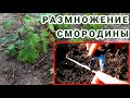 СМОРОДИНА - РАЗМНОЖЕНИЕ черенками  Черенкование смородины | PRO опыт