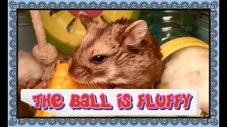 THE BALL IS FLUFFY  ! #roborovskii #rodent #hamsteri #hamstertreats #roborovskihamster #hamsterlucu