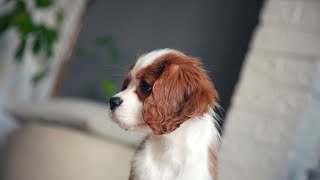 Are Cavalier King Charles Spaniels good with cats?