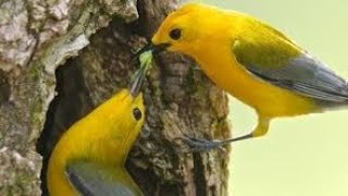 American Birds 10 : Perching Birds | Song Birds #songbirds