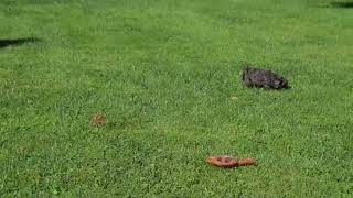 Miniature Poodle Puppies For Sale